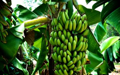 Five Food Facts About Bananas