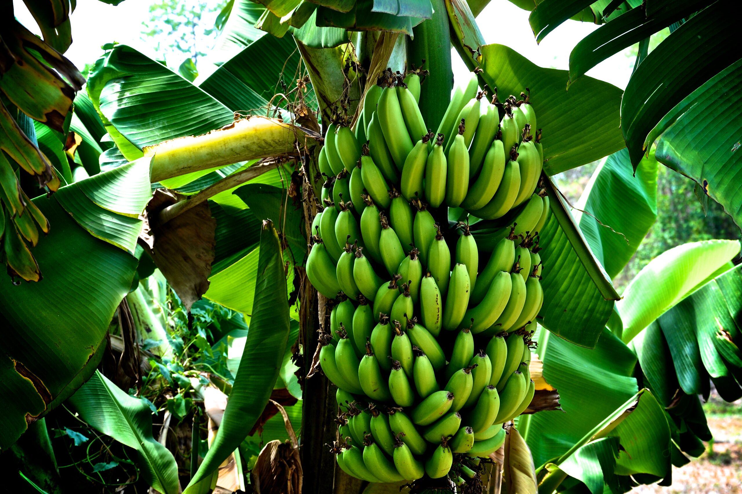 Hutchinson Island Chef Five Food Facts About Bananas