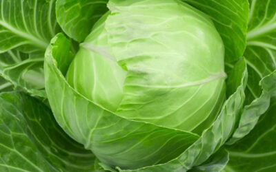 What’s New and Beneficial About Cabbage