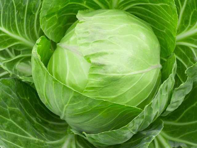 Hutchinson Island Chef What's New and Beneficial About Cabbage