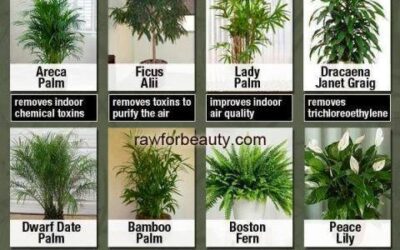 Detox You Home With Plants