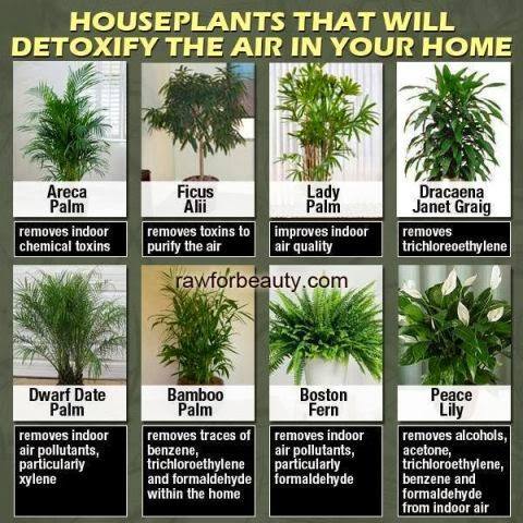 Hutchinson Island Chef Detox You Home With Plants