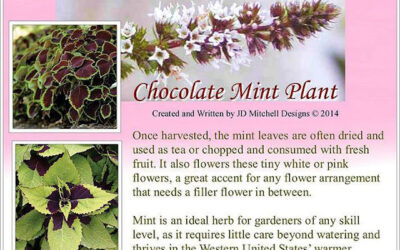 Today’s Chocolate Mint Day!