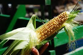 The Benefits Of Sweet Corn