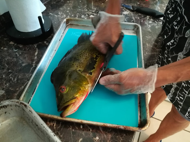 We Were Gifted With A Fresh Caught Butterfly Peacock: Cichla Ocellaris