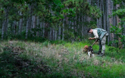 Sniffing Out Real Truffles