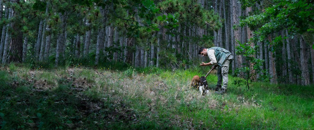 Sniffing Out Real Truffles