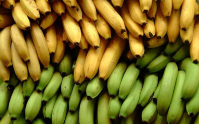 Ripe vs. Unripe Bananas: Which are Better for You?