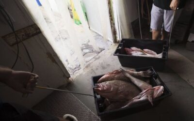 Florida’s Toxic Algae Crisis: Are Gulf And Freshwater Seafood Safe To Eat?