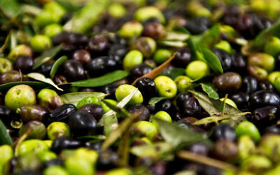 Science News: A ‘Greener’ Way To Take The Bitterness Out Of Olives
