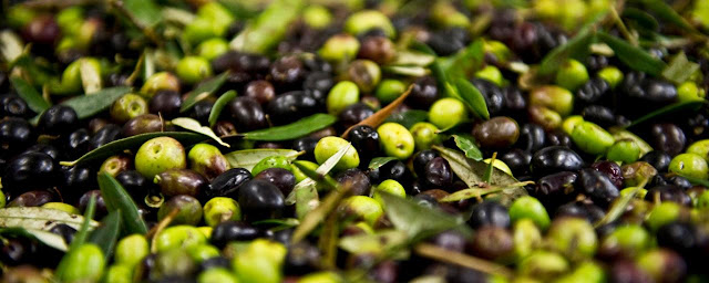 Science News: A ‘Greener’ Way To Take The Bitterness Out Of Olives