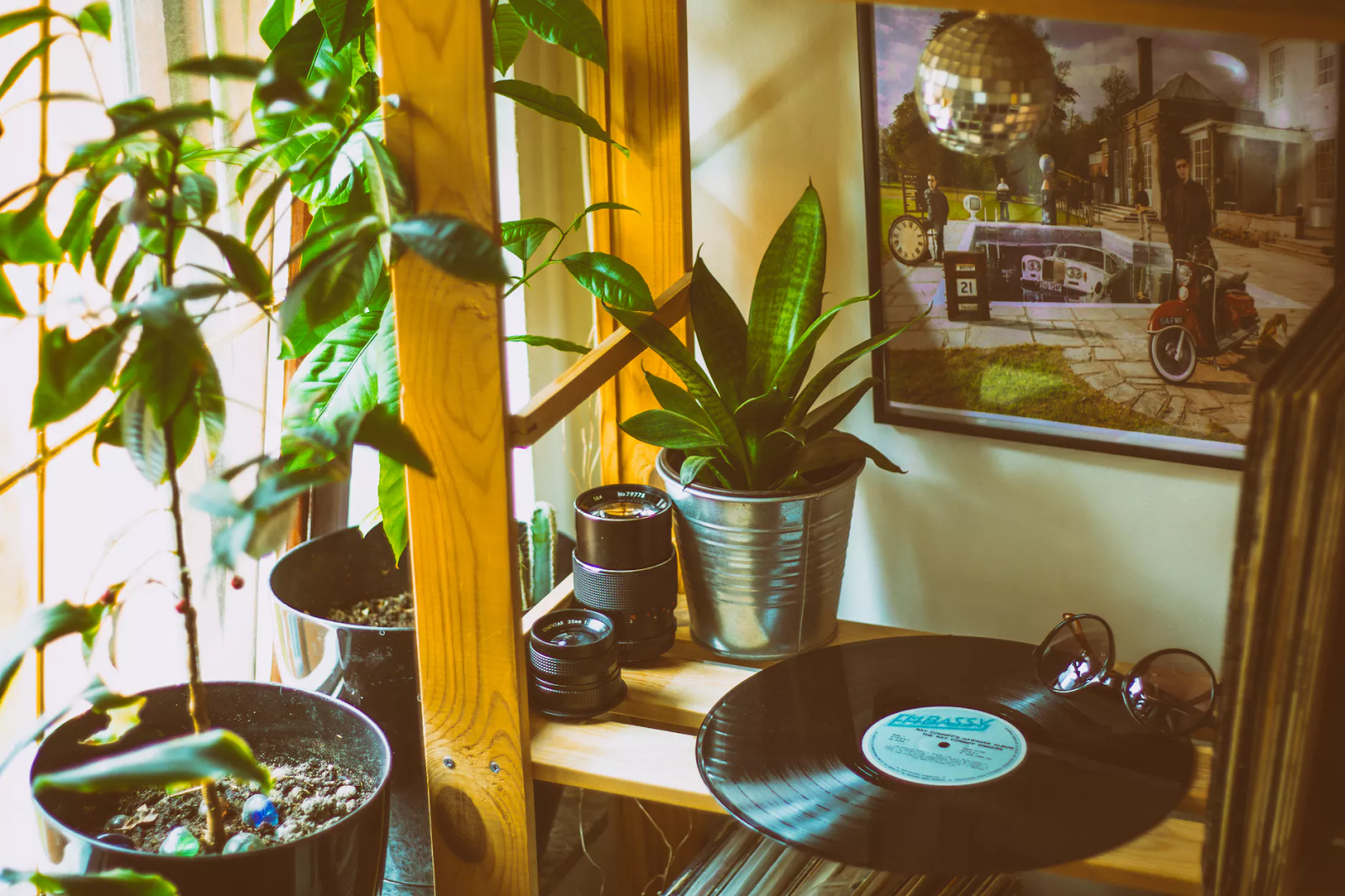 Best Houseplants To Destress Your Home And Purify The Air