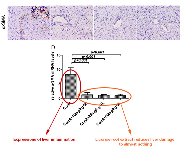 Licorice Root Nullifies Liver Damage From Alcohol.