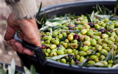 Consumption and Health: How Much Is Olive Oil Really Worth?