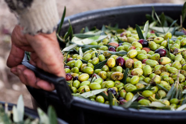 Consumption and Health: How Much Is Olive Oil Really Worth?