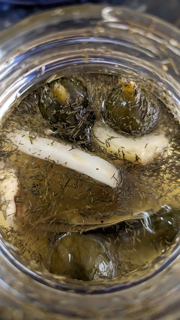 Half Brined Polish Pickles