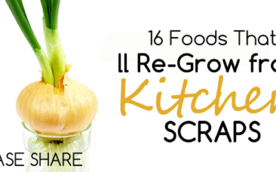 16 Foods That’ll Re-Grow from Kitchen Scraps